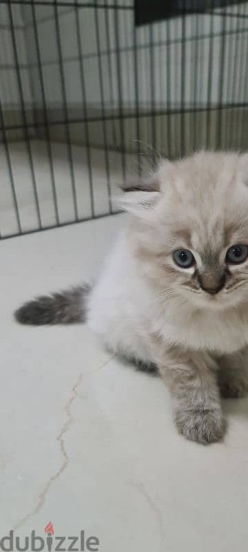 Scottish fold male kitten 4