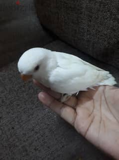 Tamed love birds urgent for sale 0