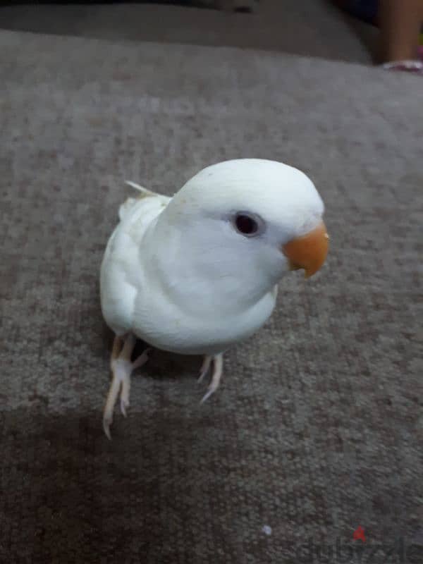 Tamed love birds urgent for sale 4