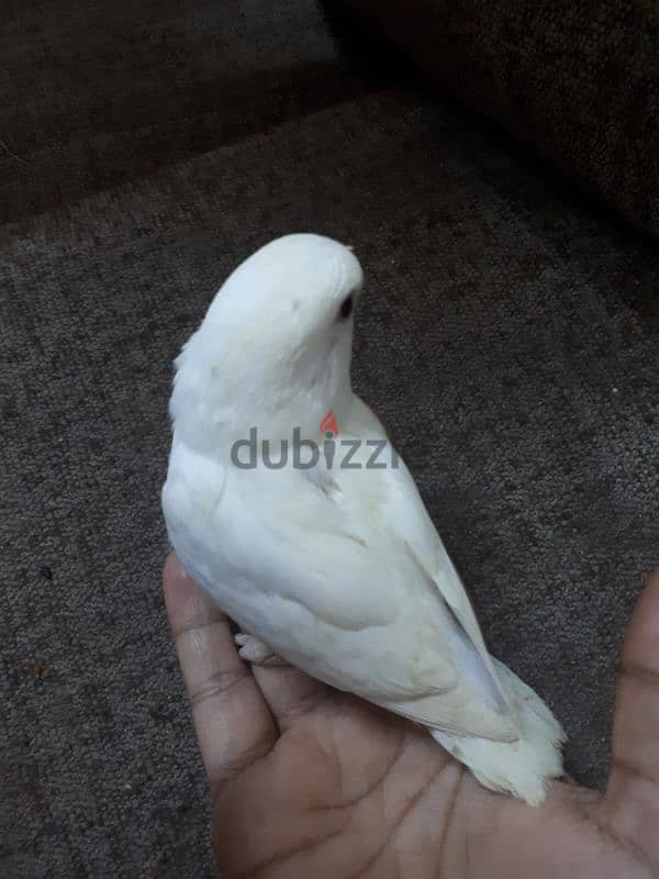 Tamed love birds urgent for sale 5