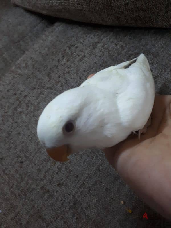 Tamed love birds urgent for sale 6