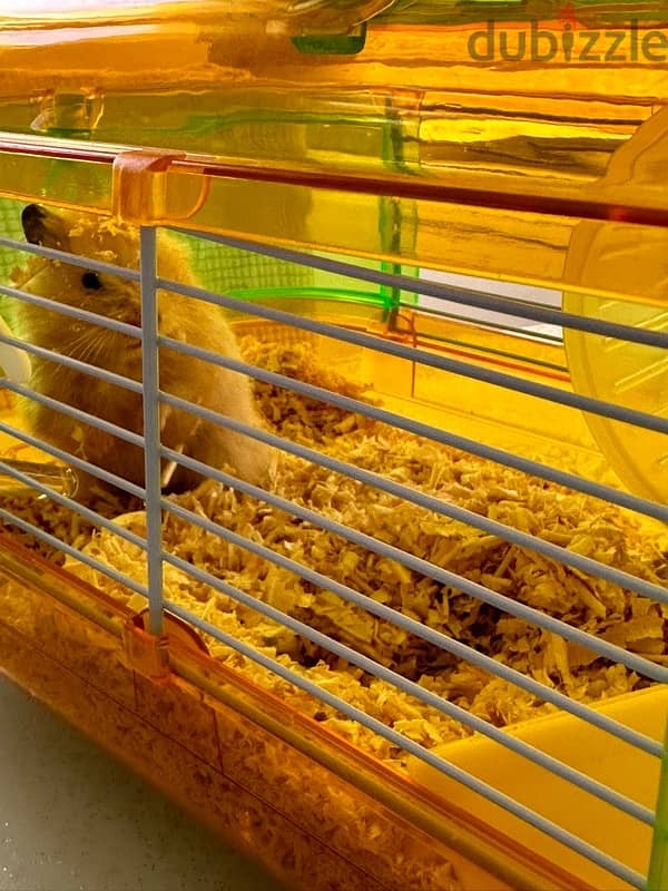 Hamster 0