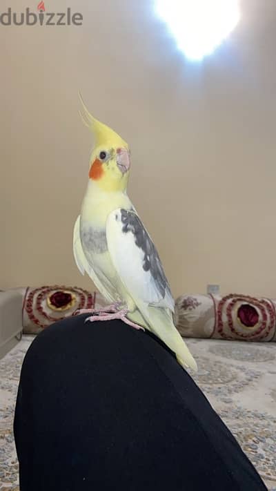 cockatiel bird hand tamed