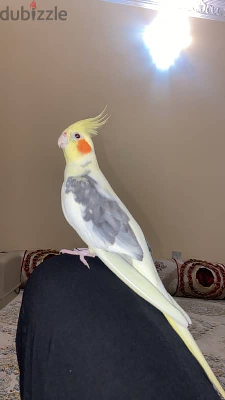 cockatiel bird hand tamed 1