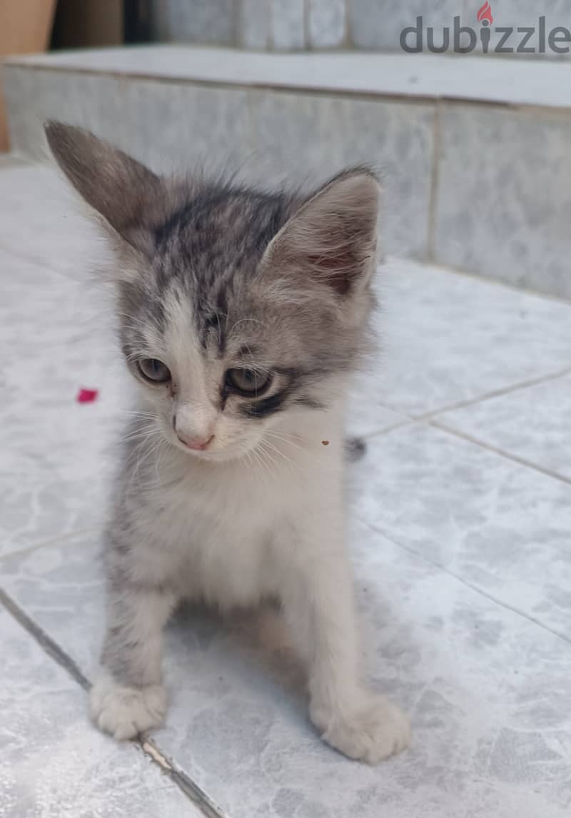 Kitten for Adoption 0