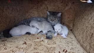 for sale kittens with them mother 0