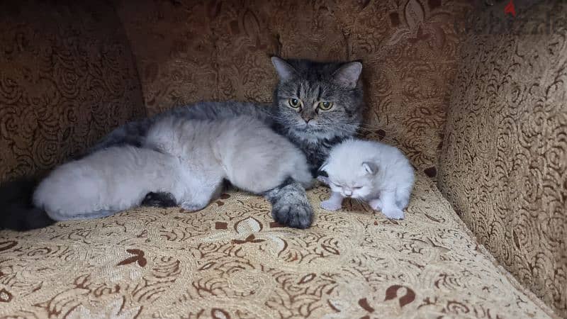 for sale kittens with them mother 1