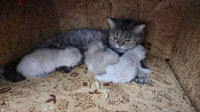 for sale kittens with them mother 2