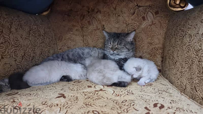 for sale kittens with them mother 3