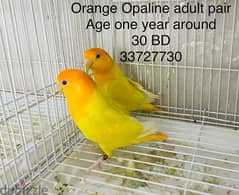 Latino birds for sale 0