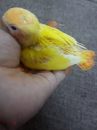 tamed Love birds urgent for sale