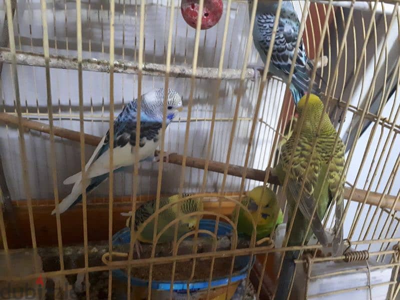 tamed budgies urgent for sale. . 1