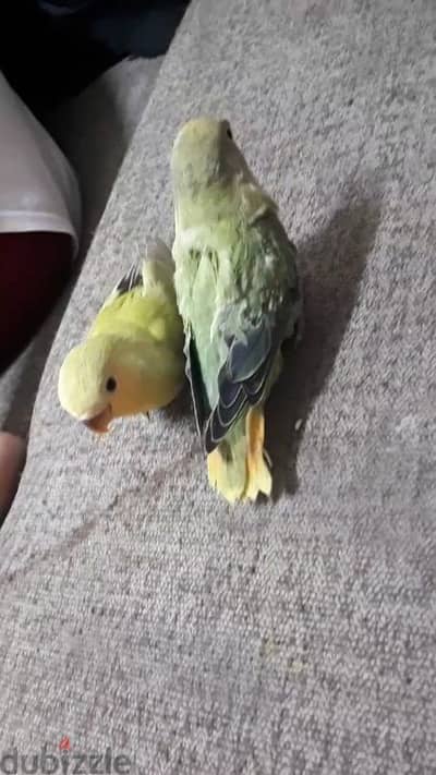 Tamed love birds  urgent for sale