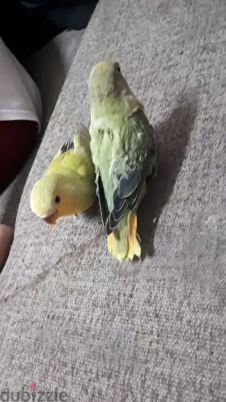 Tamed love birds  urgent for sale 1