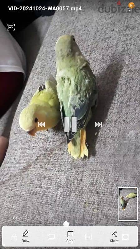 Tamed love birds  urgent for sale 2