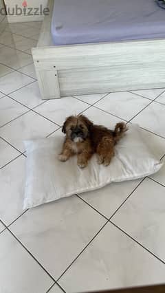 Shih Tzu Dog For Free 0