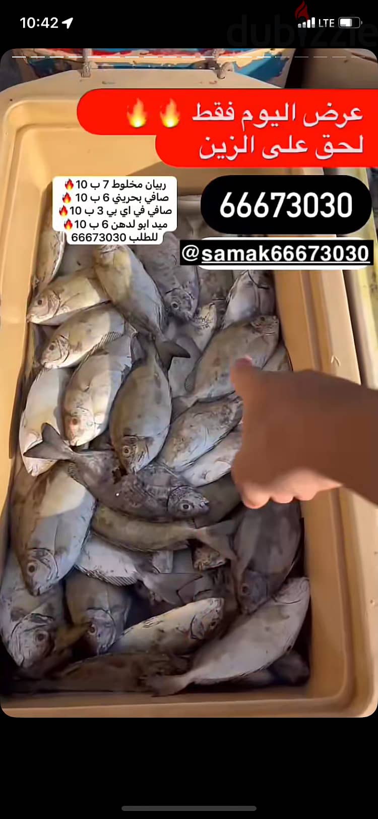 اسماك شارع البديع 66673030 1