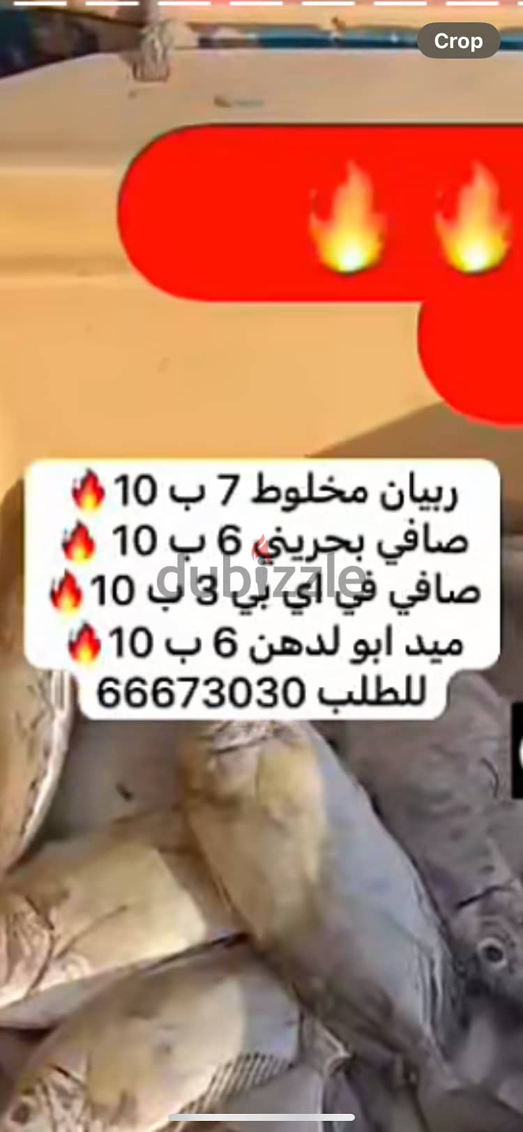 اسماك شارع البديع 66673030 2