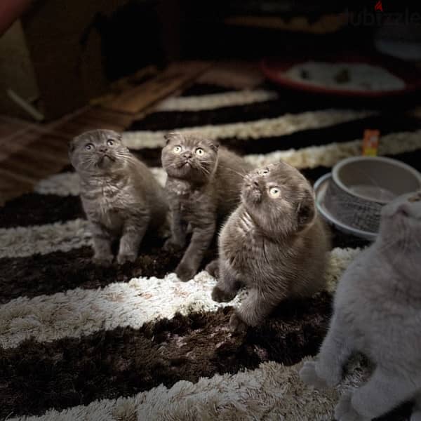 scottishfold chocolait rare color cat 1