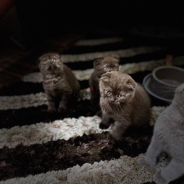 scottishfold chocolait rare color cat 2