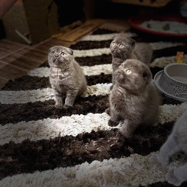 scottishfold chocolait rare color cat 3