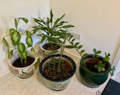 Selling my Beautiful plants (15 BD each plant)