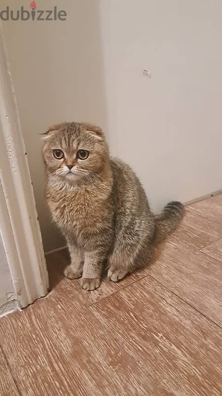 scottish fold cat سكوتش فولد 0