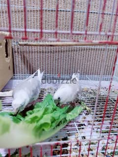 pied tamed pair 0