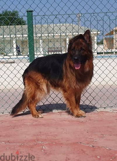 male and female German sheprd long hair