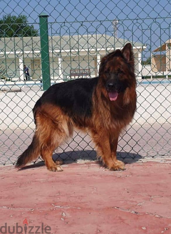 male and female German sheprd long hair 0