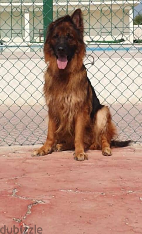 male and female German sheprd long hair 1