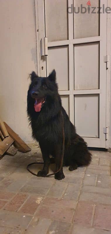 male and female German sheprd long hair 2