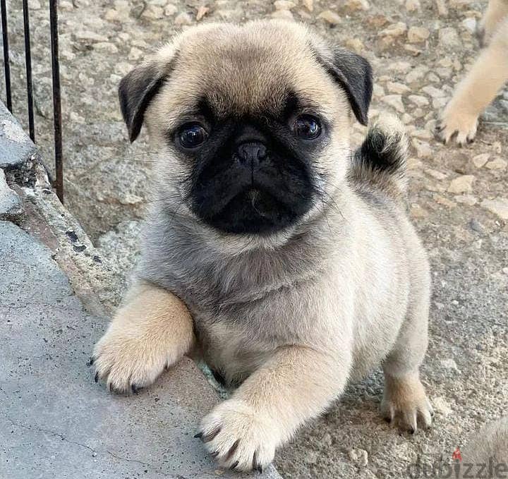 Home raised Adorable pug puppies ready now 0