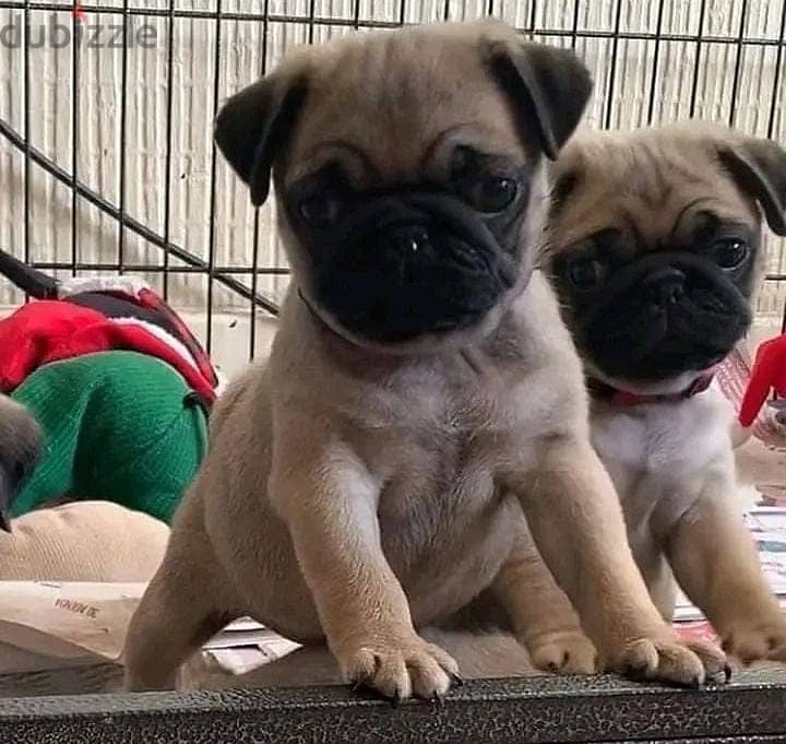 Home raised Adorable pug puppies ready now 1