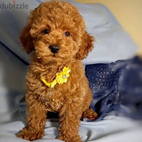 Adorable Poodle puppies for sale  +973 3406 7659 0