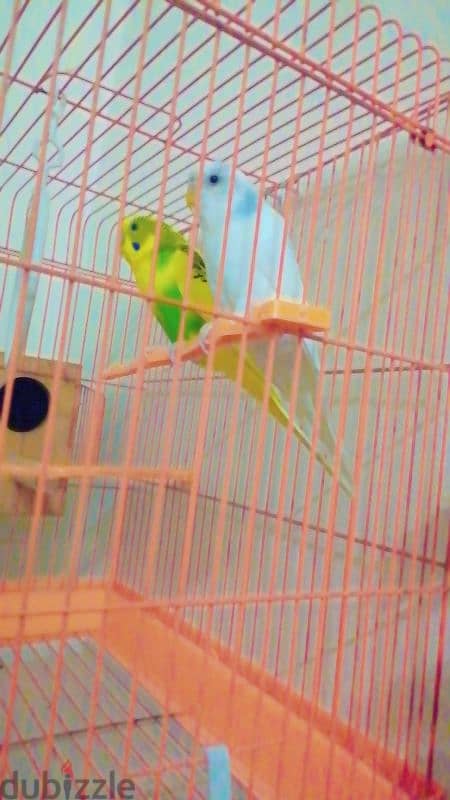 breeder prair with eggs cage and breeding box 0