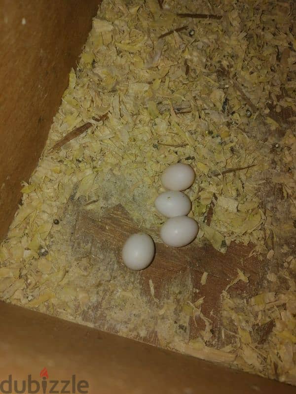 breeder prair with eggs cage and breeding box 1