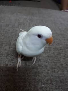 Tamed albino love birds urgent for sale 0