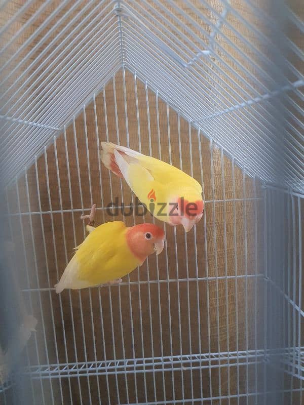 love bird male female 0