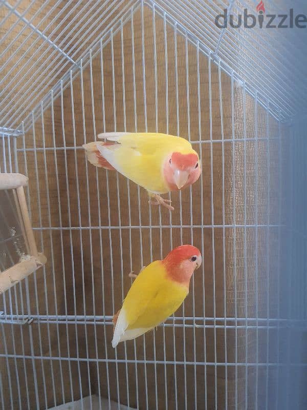 love bird male female 2