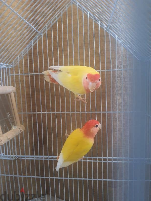 love bird male female 3