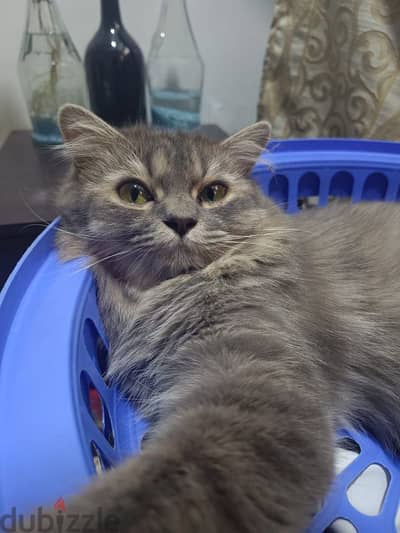 Persian Female Cat for free adoption