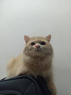 Persian Male Cat for free adoption 0