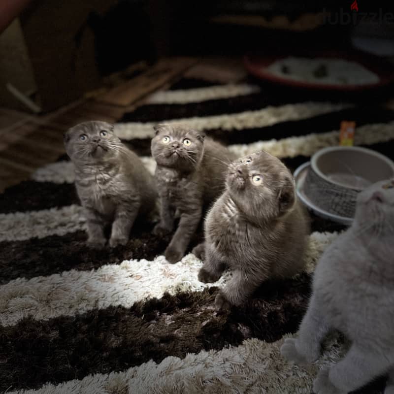 Rare chocolait scottishfold bahrain 1