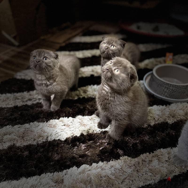 Rare chocolait scottishfold bahrain 3