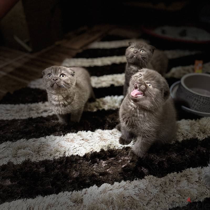 Rare chocolait scottishfold bahrain 4