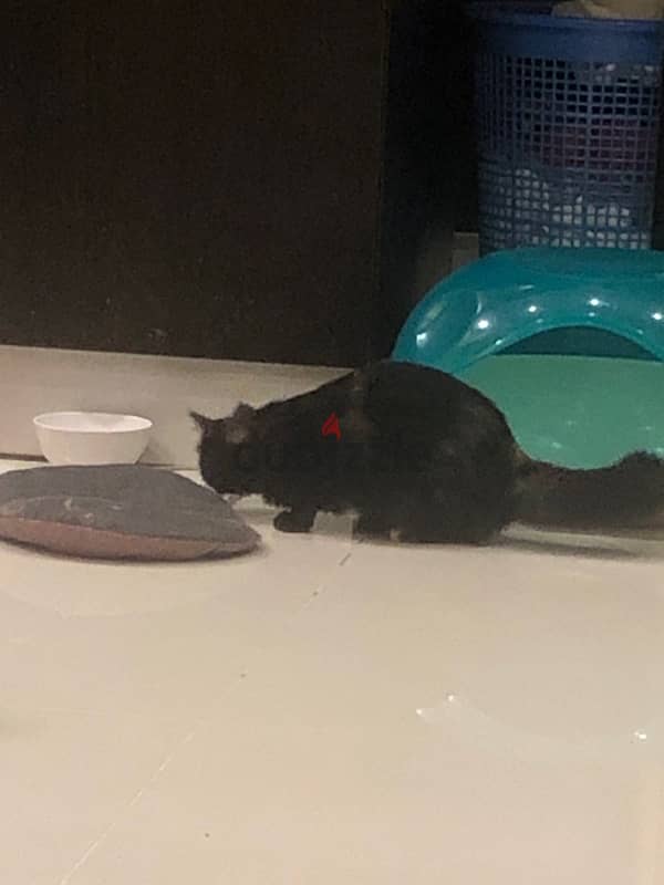 Two female cats for adoption _ Amwaj 2