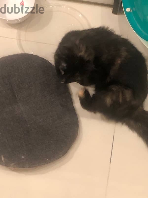 Two female cats for adoption _ Amwaj 3