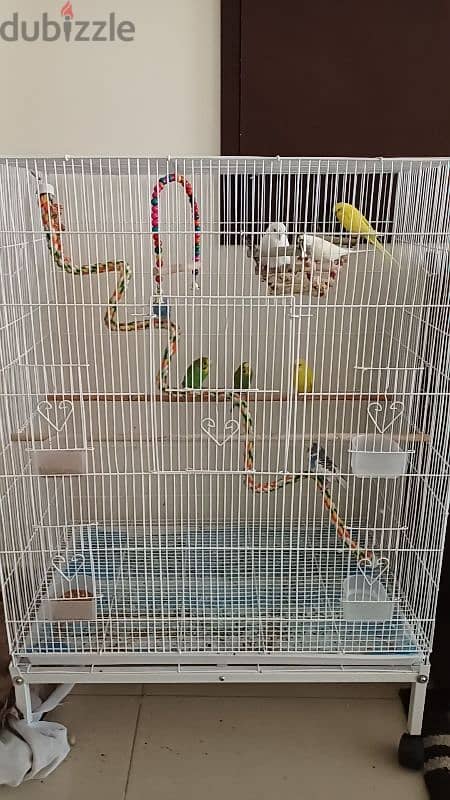 8 budgies with cage 3