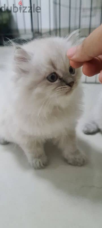 Scottish fold male kitten 1